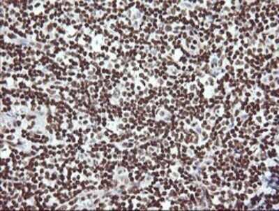 Immunohistochemistry: THUMPD1 Antibody (OTI1H6) - Azide and BSA Free [NBP2-74512]