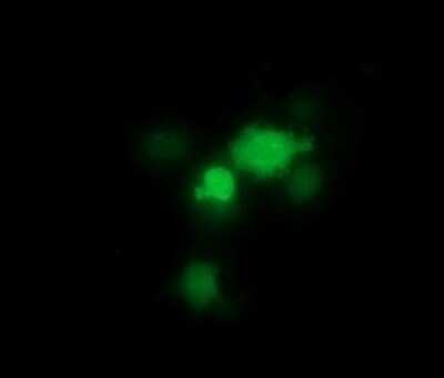 Immunofluorescence: THUMPD1 Antibody (OTI1H6) [NBP2-45996]
