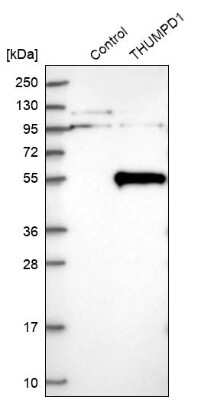 Western Blot: THUMPD1 Antibody [NBP1-82194]