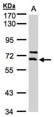 Western Blot: THUMPD3 Antibody [NBP1-32500]