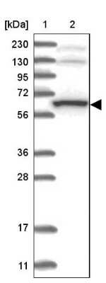 Western Blot: THUMPD3 Antibody [NBP1-85132]