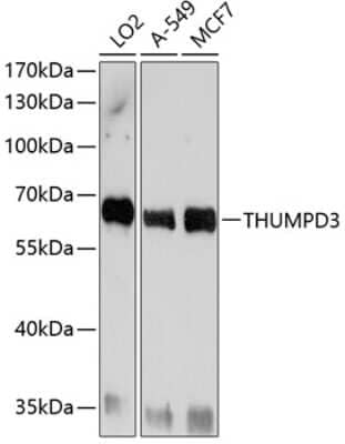 Western Blot: THUMPD3 AntibodyBSA Free [NBP2-93482]