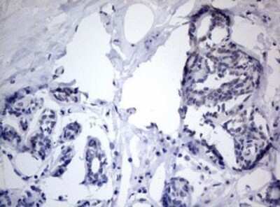 Immunohistochemistry: TIA1 Antibody (OTI1D7) - Azide and BSA Free [NBP2-74513]