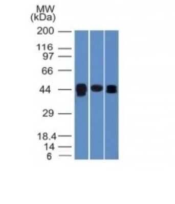 Western Blot: TIA1 Antibody (TIA1/1313)BSA Free [NBP2-54406]