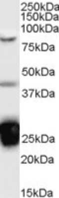 Western Blot: TIA1 Antibody [NB100-60555]