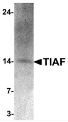 Western Blot: TIAF1 AntibodyBSA Free [NBP2-82022]