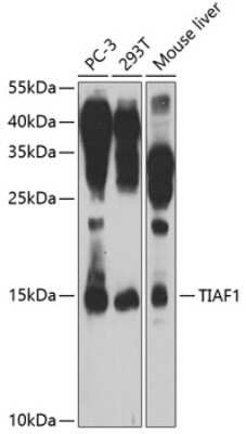 Western Blot: TIAF1 AntibodyBSA Free [NBP2-93548]