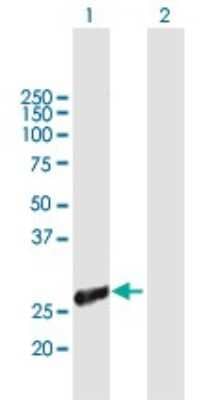 Western Blot: TIAL1 Antibody [H00007073-B01P]