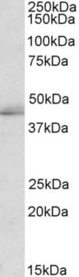 Western Blot: TIAL1 Antibody [NBP1-49832]