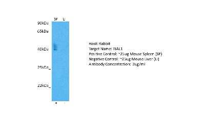 Western Blot: TIAL1 Antibody [NBP1-79932]