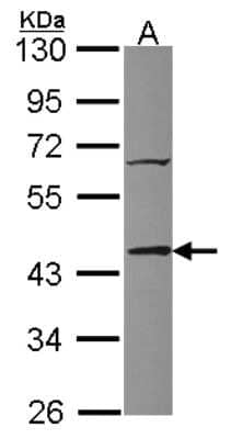 Western Blot: TIAL1 Antibody [NBP2-20631]