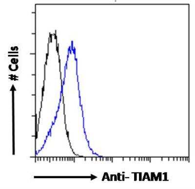 Flow Cytometry: TIAM1 Antibody [NBP2-75096]