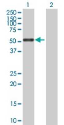 Western Blot: TID1 Antibody [H00009093-B01P]