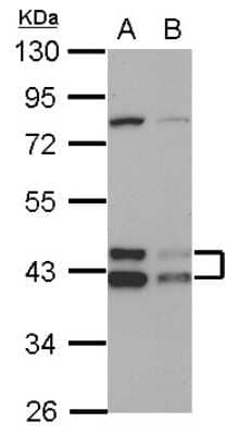 Western Blot: TID1 Antibody [NBP2-20633]