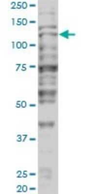 Western Blot: TIF1 alpha Antibody (2F2) [H00008805-M01]