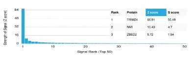 Protein Array: TIF1 alpha Antibody (PCRP-TRIM24-1B12) [NBP3-07464]