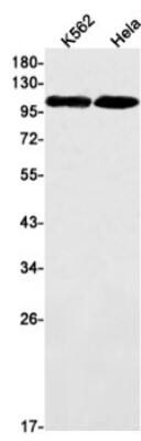 Western Blot: TIF1 alpha Antibody (S09-3G6) [NBP3-19977]