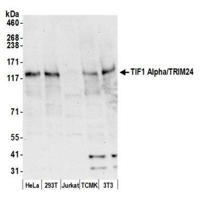 Western Blot: TIF1 alpha Antibody [NB100-2596]