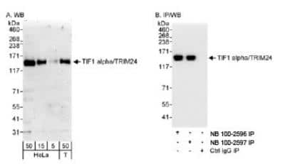 Western Blot: TIF1 alpha Antibody [NB100-2597]