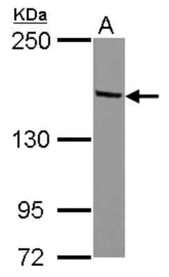 Western Blot: TIF1 alpha Antibody [NBP2-20638]