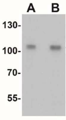 Western Blot: TIF1 alpha AntibodyBSA Free [NBP2-41220]