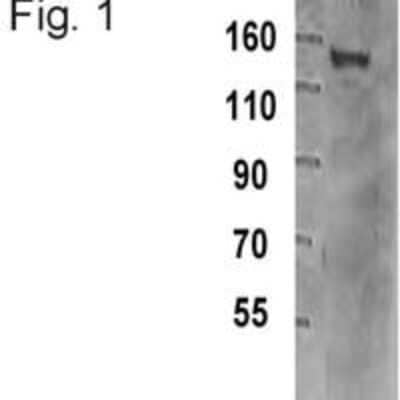 Western Blot: TIF1 gamma Antibody (16G9) [NB100-74550]