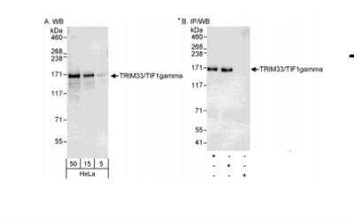 Western Blot: TIF1 gamma Antibody [NB100-57496]