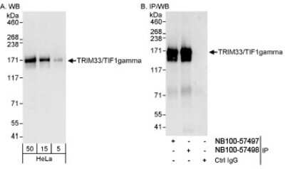 Western Blot: TIF1 gamma Antibody [NB100-57498]