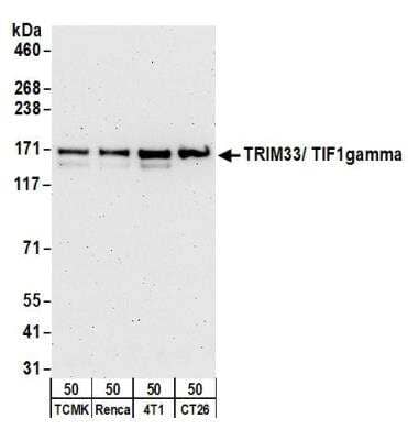 Western Blot: TIF1 gamma Antibody [NB100-57498]