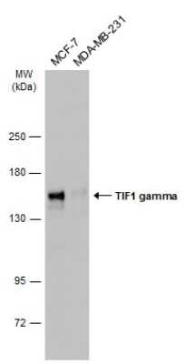 Western Blot: TIF1 gamma Antibody [NBP3-13036]