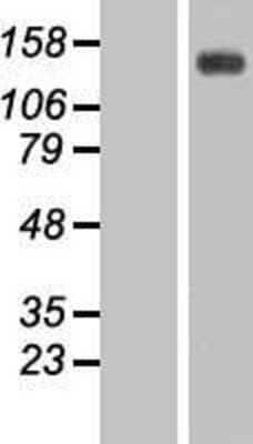 Western Blot: TIF1 gamma Overexpression Lysate [NBP2-07117]