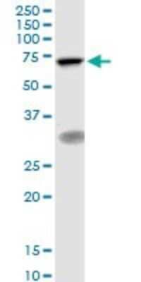 Western Blot: TIGD1 Antibody [H00200765-B01P]