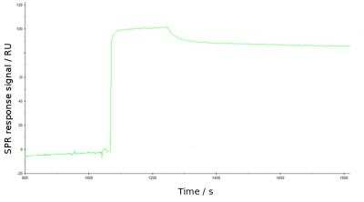 Surface Plasmon Resonance: TIM-1/KIM-1/HAVCR Antibody (3B3)ChimericAzide and BSA Free [NBP2-81119]
