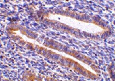 Immunohistochemistry-Paraffin: TIM-1/KIM-1/HAVCR Antibody - BSA Free [NBP1-76701]