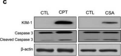 Western Blot: TIM-1/KIM-1/HAVCR AntibodyBSA Free [NBP1-76701]