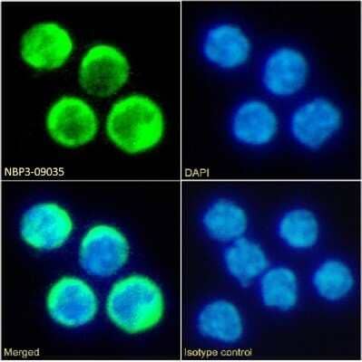 Immunocytochemistry/ Immunofluorescence: TIM-2 Antibody (RMT2-14) - Chimeric - Azide and BSA Free [NBP3-09035]