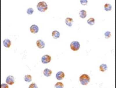 Immunocytochemistry/ Immunofluorescence: TIM-4 Antibody - BSA Free [NB100-80837]