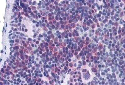 Immunohistochemistry-Paraffin: TIM-4 Antibody - BSA Free [NB100-80837]