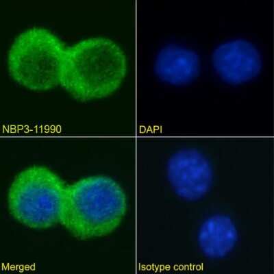 Immunocytochemistry/ Immunofluorescence: TIM-4 Antibody (3A1) - Chimeric - Azide and BSA Free [NBP3-11990]