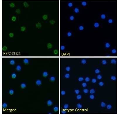 Immunocytochemistry/ Immunofluorescence: TIM-4 Antibody (5G3) - Chimeric - Azide and BSA Free [NBP2-81121]