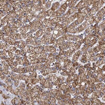 Immunohistochemistry-Paraffin: TIMM10 Antibody [NBP1-80682]