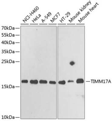 Western Blot: TIMM17A AntibodyBSA Free [NBP2-94024]