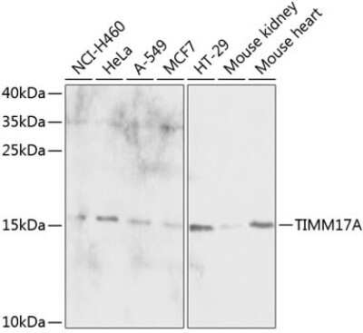 Western Blot: TIMM17A AntibodyBSA Free [NBP2-95143]