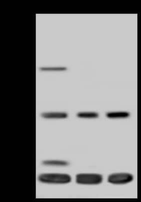 Western Blot: TIMM17A Antibody [NBP2-97571]