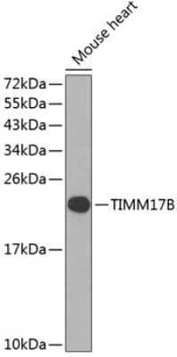 Western Blot: TIMM17B AntibodyBSA Free [NBP2-94694]