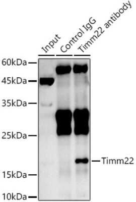 Immunoprecipitation: TIMM22 Antibody - Azide and BSA Free [NBP3-16088]
