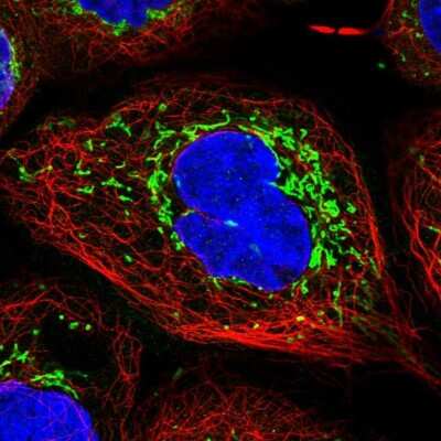 Immunocytochemistry/ Immunofluorescence: TIMM44 Antibody [NBP1-86941]