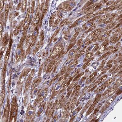 Immunohistochemistry-Paraffin: TIMM44 Antibody [NBP1-86941]