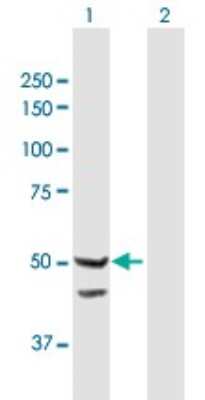 Western Blot: TIMM44 Antibody [H00010469-B01P]