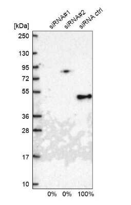 Western Blot: TIMM44 Antibody [NBP1-86941]